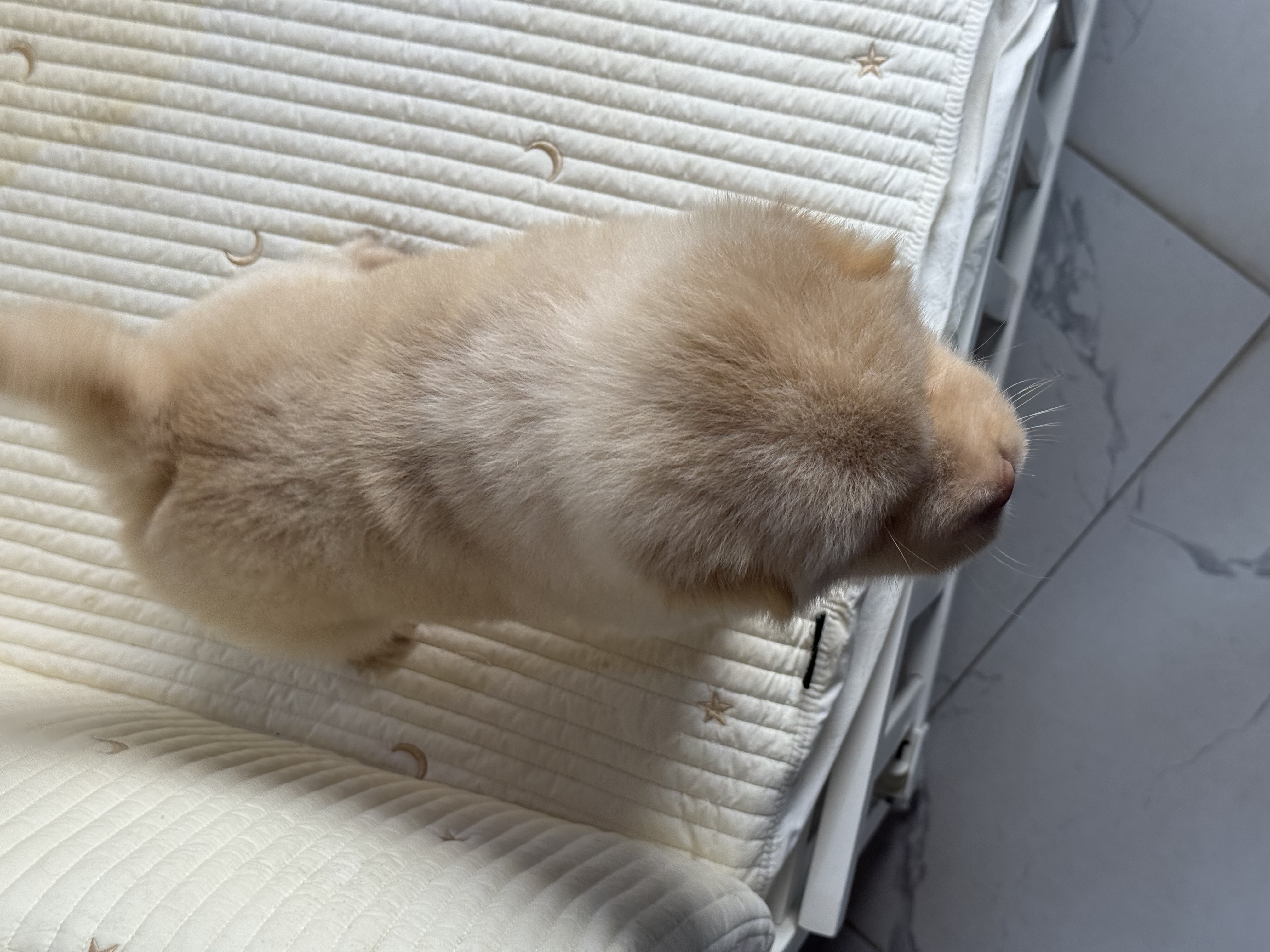 精品土松犬  鼻子短 嘴巴宽 毛量厚 骨架粗